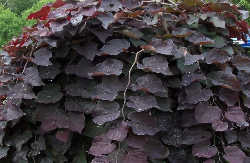 十大外围足球平台app|创造营2019谁会出道?十一人的小团体即将诞生(图1) 十大外围足球平台app手机版