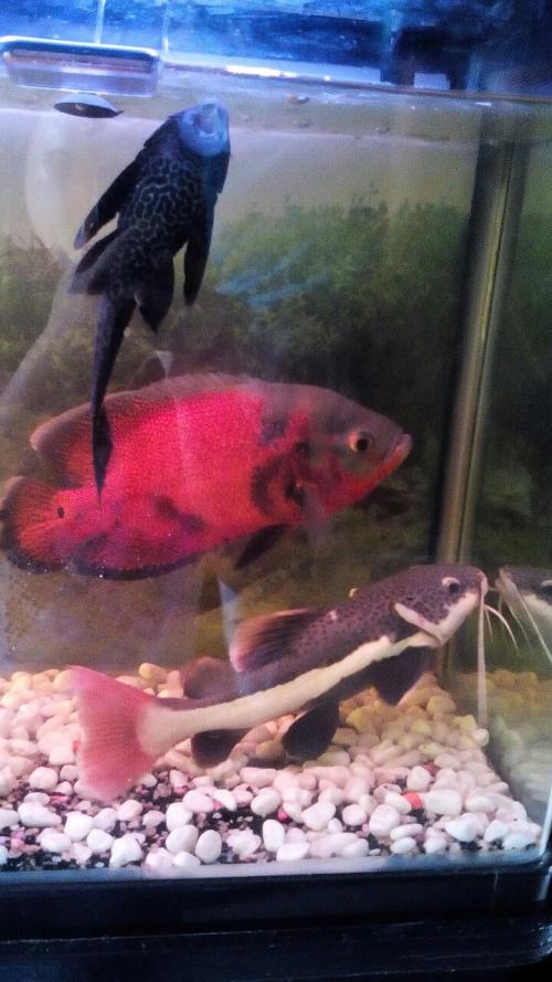 这个声优阵容不得了!10月新番《宝石之国》配音演员表|十大外围足球平台app(图1) 十大外围足球平台app手机版